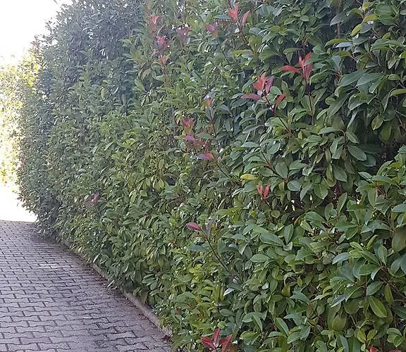 酒店 伊尔巴洛奈托酒店 3*